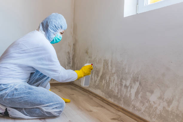 Black mold inspection in Maple Plain
