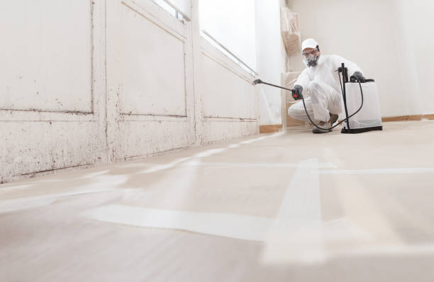 Black mold remediation team in Maple Plain